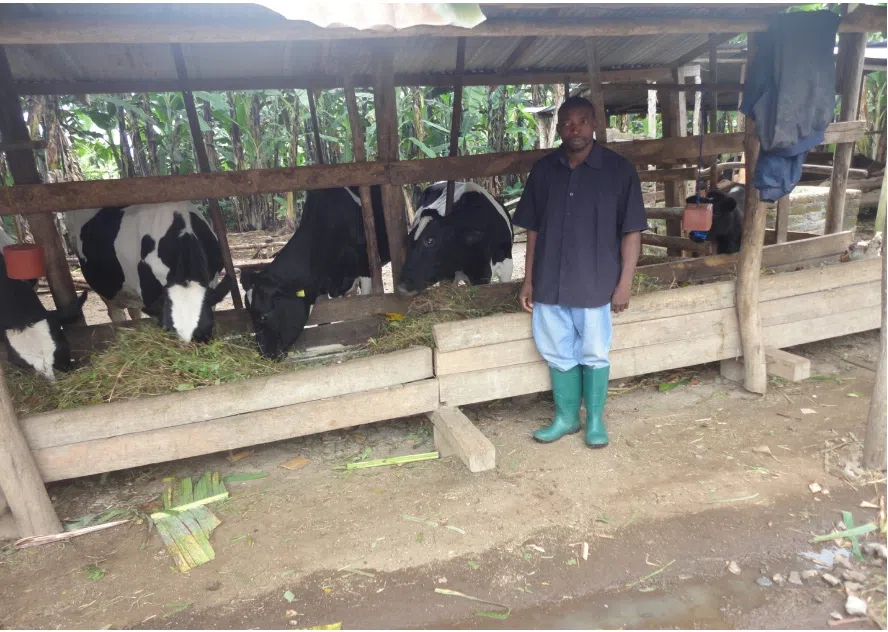 worker in the farm with cows