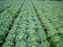 field with vegetables