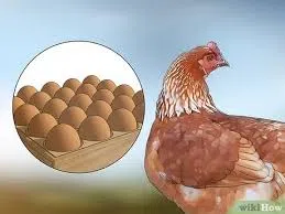 chicken with eggs